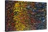 Colorful Petrified Dino Bone-Darrell Gulin-Stretched Canvas