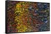 Colorful Petrified Dino Bone-Darrell Gulin-Framed Stretched Canvas