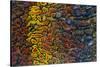 Colorful Petrified Dino Bone-Darrell Gulin-Stretched Canvas