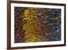 Colorful Petrified Dino Bone-Darrell Gulin-Framed Photographic Print