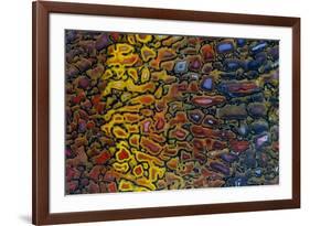 Colorful Petrified Dino Bone-Darrell Gulin-Framed Photographic Print