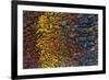 Colorful Petrified Dino Bone-Darrell Gulin-Framed Photographic Print