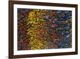 Colorful Petrified Dino Bone-Darrell Gulin-Framed Photographic Print