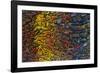 Colorful Petrified Dino Bone-Darrell Gulin-Framed Photographic Print