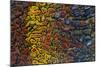 Colorful Petrified Dino Bone-Darrell Gulin-Mounted Photographic Print