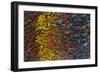 Colorful Petrified Dino Bone-Darrell Gulin-Framed Photographic Print