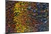 Colorful Petrified Dino Bone-Darrell Gulin-Mounted Photographic Print