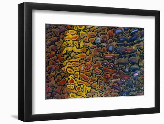 Colorful Petrified Dino Bone-Darrell Gulin-Framed Photographic Print