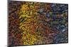 Colorful Petrified Dino Bone-Darrell Gulin-Mounted Photographic Print