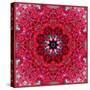 Colorful Photographic Layer Work from Red Roses-Alaya Gadeh-Stretched Canvas
