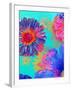 Colorful Photographic Layer Work of Blossoms-Alaya Gadeh-Framed Photographic Print