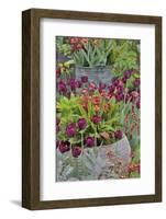 Colorful planters at entrance to Chanticleer Garden, Wayne, Pennsylvania.-Darrell Gulin-Framed Photographic Print