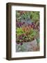 Colorful planters at entrance to Chanticleer Garden, Wayne, Pennsylvania.-Darrell Gulin-Framed Photographic Print