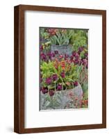 Colorful planters at entrance to Chanticleer Garden, Wayne, Pennsylvania.-Darrell Gulin-Framed Photographic Print