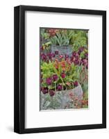 Colorful planters at entrance to Chanticleer Garden, Wayne, Pennsylvania.-Darrell Gulin-Framed Photographic Print