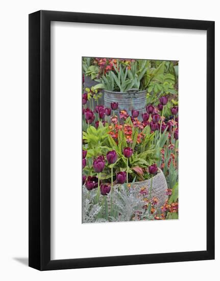 Colorful planters at entrance to Chanticleer Garden, Wayne, Pennsylvania.-Darrell Gulin-Framed Photographic Print