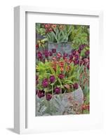 Colorful planters at entrance to Chanticleer Garden, Wayne, Pennsylvania.-Darrell Gulin-Framed Photographic Print