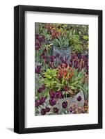 Colorful planters at entrance to Chanticleer Garden, Wayne, Pennsylvania.-Darrell Gulin-Framed Photographic Print