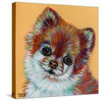 Colorful Pomeranian-Carolee Vitaletti-Stretched Canvas