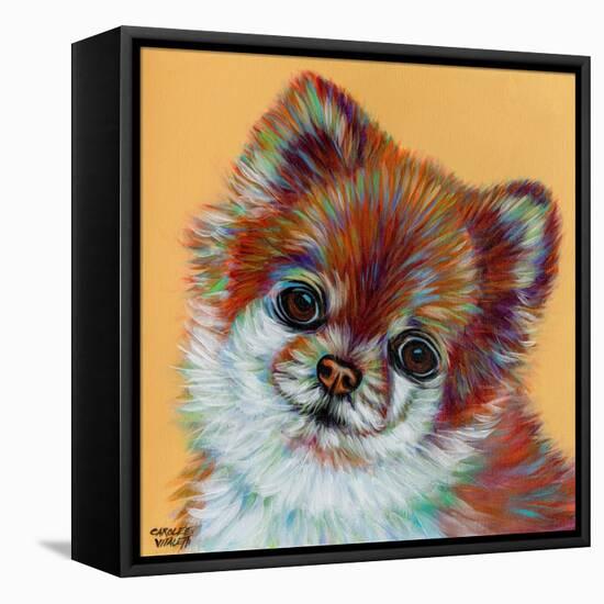 Colorful Pomeranian-Carolee Vitaletti-Framed Stretched Canvas