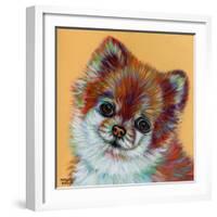 Colorful Pomeranian-Carolee Vitaletti-Framed Art Print