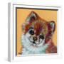 Colorful Pomeranian-Carolee Vitaletti-Framed Art Print