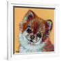 Colorful Pomeranian-Carolee Vitaletti-Framed Art Print