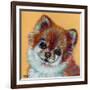 Colorful Pomeranian-Carolee Vitaletti-Framed Art Print