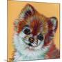 Colorful Pomeranian-Carolee Vitaletti-Mounted Art Print