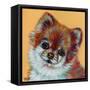 Colorful Pomeranian-Carolee Vitaletti-Framed Stretched Canvas
