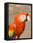 Colorful Red Macaw Bird, Copan Ruins, Honduras-Bill Bachmann-Framed Stretched Canvas