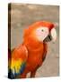 Colorful Red Macaw Bird, Copan Ruins, Honduras-Bill Bachmann-Stretched Canvas