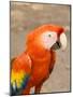 Colorful Red Macaw Bird, Copan Ruins, Honduras-Bill Bachmann-Mounted Photographic Print