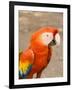 Colorful Red Macaw Bird, Copan Ruins, Honduras-Bill Bachmann-Framed Photographic Print