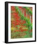 Colorful Red Poppies of Tuscany, Italy-Julie Eggers-Framed Photographic Print