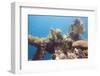 Colorful Red Sea Reef-JohnPetra-Framed Photographic Print