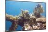 Colorful Red Sea Reef-JohnPetra-Mounted Photographic Print