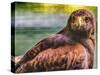 Colorful red-tailed hawk looking for prey, Florida.-William Perry-Stretched Canvas