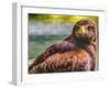 Colorful red-tailed hawk looking for prey, Florida.-William Perry-Framed Photographic Print