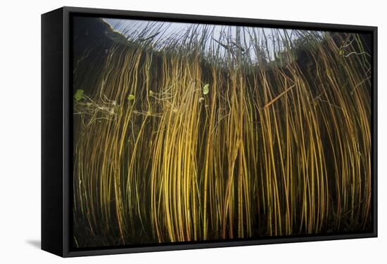 Colorful Reeds Grow to the Surface Along the Edge of a Freshwater Lake-Stocktrek Images-Framed Stretched Canvas