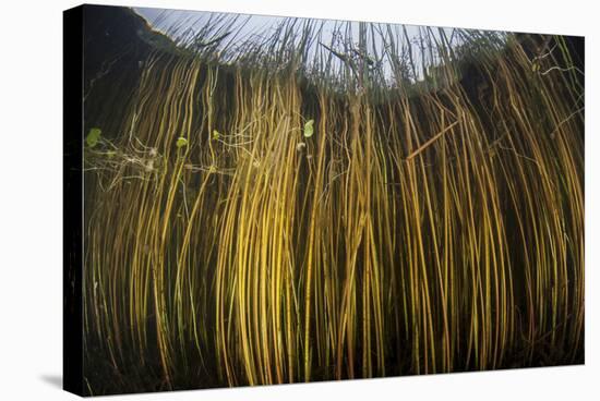 Colorful Reeds Grow to the Surface Along the Edge of a Freshwater Lake-Stocktrek Images-Stretched Canvas