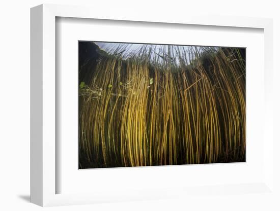 Colorful Reeds Grow to the Surface Along the Edge of a Freshwater Lake-Stocktrek Images-Framed Photographic Print