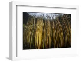 Colorful Reeds Grow to the Surface Along the Edge of a Freshwater Lake-Stocktrek Images-Framed Photographic Print