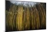 Colorful Reeds Grow to the Surface Along the Edge of a Freshwater Lake-Stocktrek Images-Mounted Photographic Print