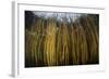 Colorful Reeds Grow to the Surface Along the Edge of a Freshwater Lake-Stocktrek Images-Framed Photographic Print