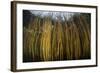 Colorful Reeds Grow to the Surface Along the Edge of a Freshwater Lake-Stocktrek Images-Framed Photographic Print