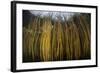 Colorful Reeds Grow to the Surface Along the Edge of a Freshwater Lake-Stocktrek Images-Framed Photographic Print