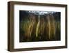 Colorful Reeds Grow to the Surface Along the Edge of a Freshwater Lake-Stocktrek Images-Framed Photographic Print