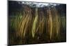 Colorful Reeds Grow to the Surface Along the Edge of a Freshwater Lake-Stocktrek Images-Mounted Photographic Print