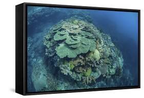 Colorful Reef-Building Corals Grow on a Reef in the Solomon Islands-Stocktrek Images-Framed Stretched Canvas